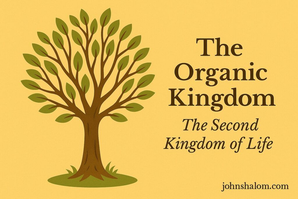 A green leaf with visible veins under sunlight, symbolizing growth, life, and the organic kingdom.