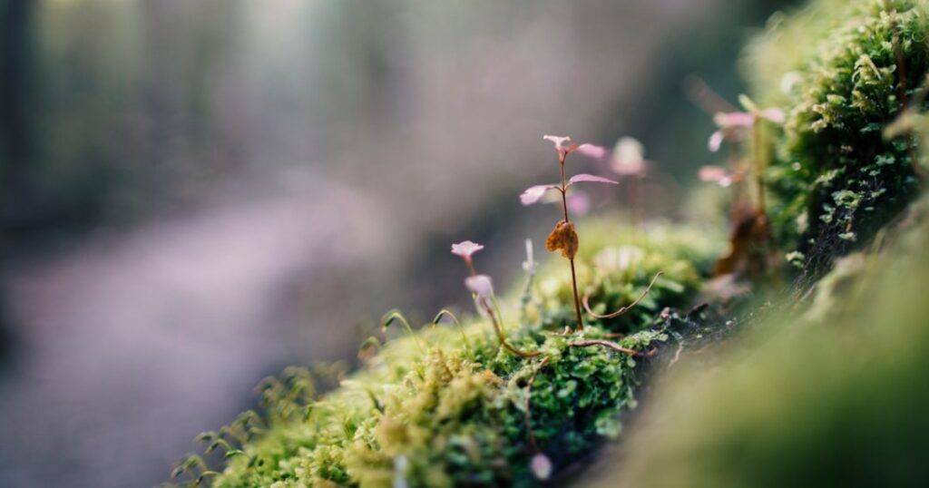 Personality: Nature, Nurture, Or Both?