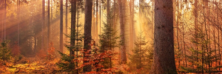 The Poetry of the Earth: A Guide to Nature Writing