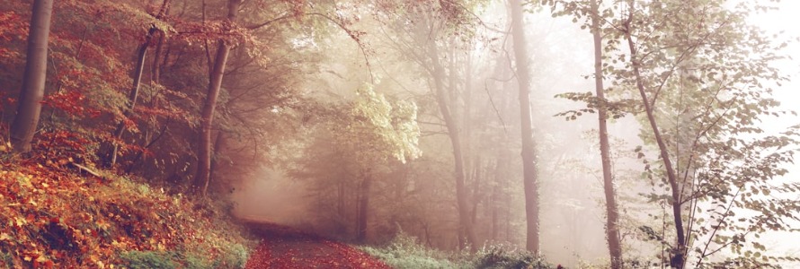 From Wilderness to Words: Exploring the Art of Nature Writing