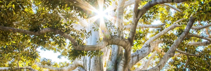 Connecting with Nature: A Guide to Environmental Memoirs