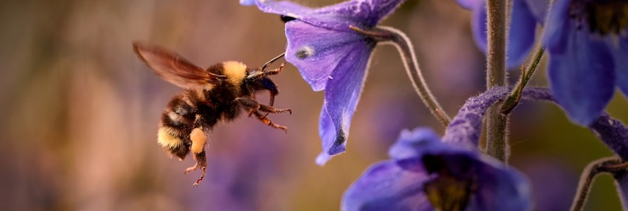 Running a Successful Book Launch: Tips for Generating Buzz