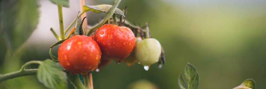 The Organic Kingdom: The Second Kingdom of Life