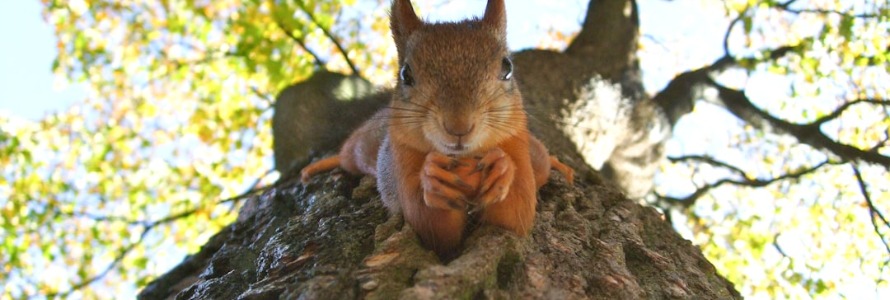 The Animal Kingdom: The Third Kingdom of Life
