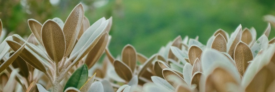 You Don’t Have to Weep: An Introduction to Higher Life