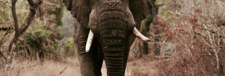 Satan in Africa: An Introduction