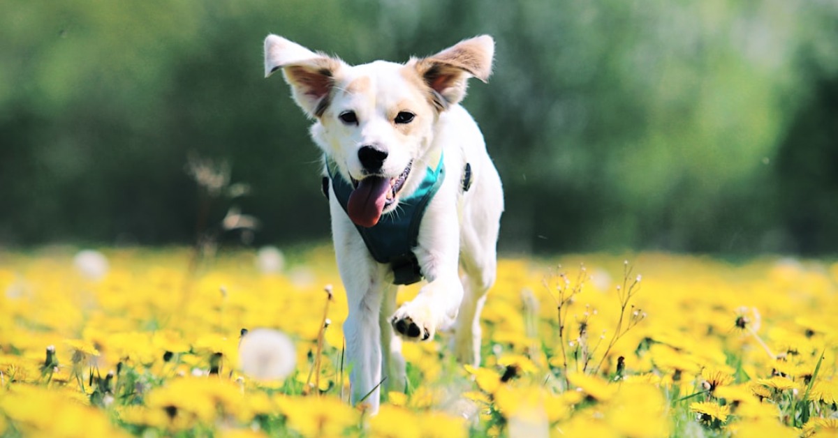 Spring into Action: Refresh Your Digital Marketing Strategy for Spring