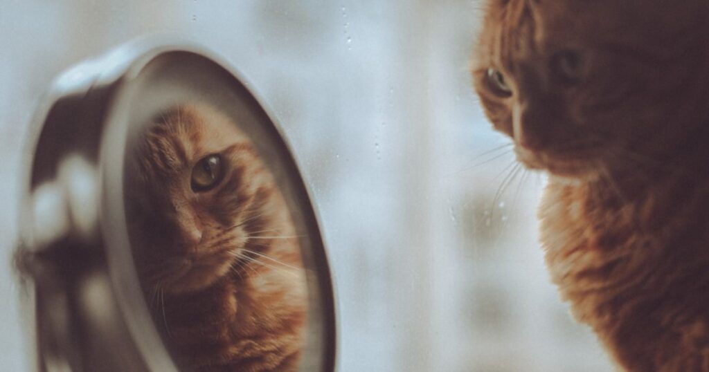 Self-Confidence Boost Challenge